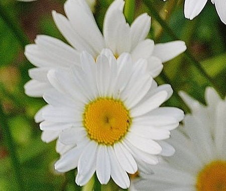 marguerite marguerite