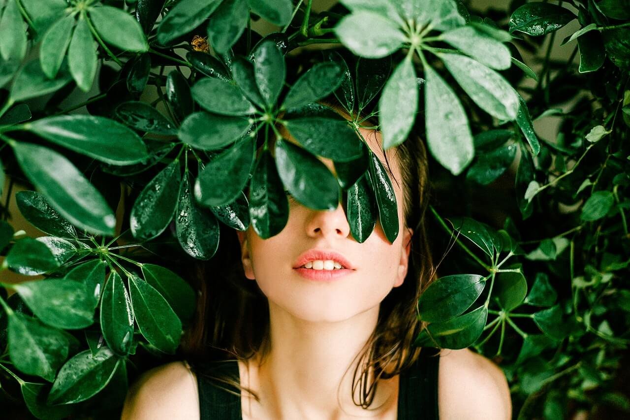 buisson vert buisson vert